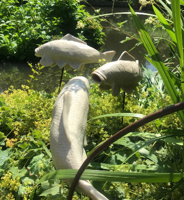 Fish out of Water 