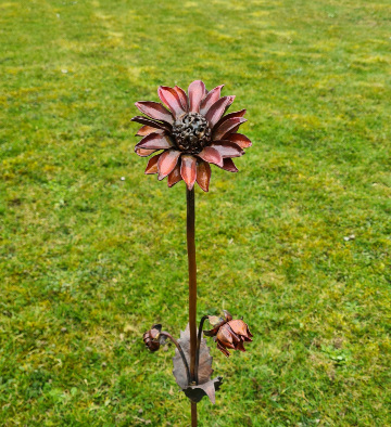 Dahlia Mini Double