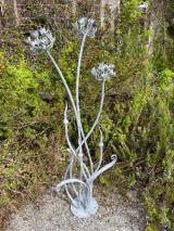 Agapanthus