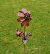 Dahlia Anemone