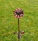 Dahlia Mini Double