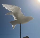Little Tern